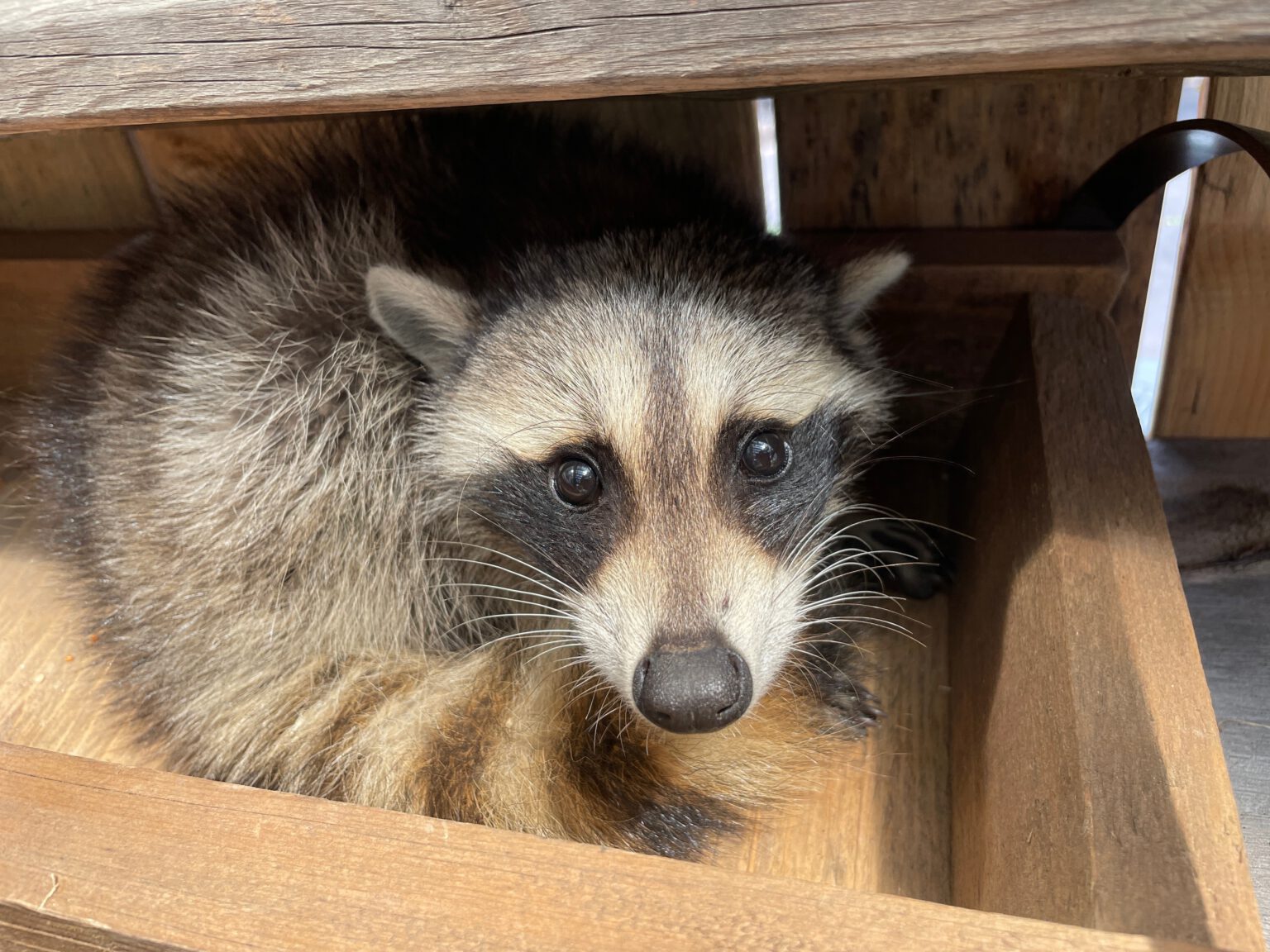 Signs a Raccoon Has Rabies: What Homeowners Should Look For - critterhero