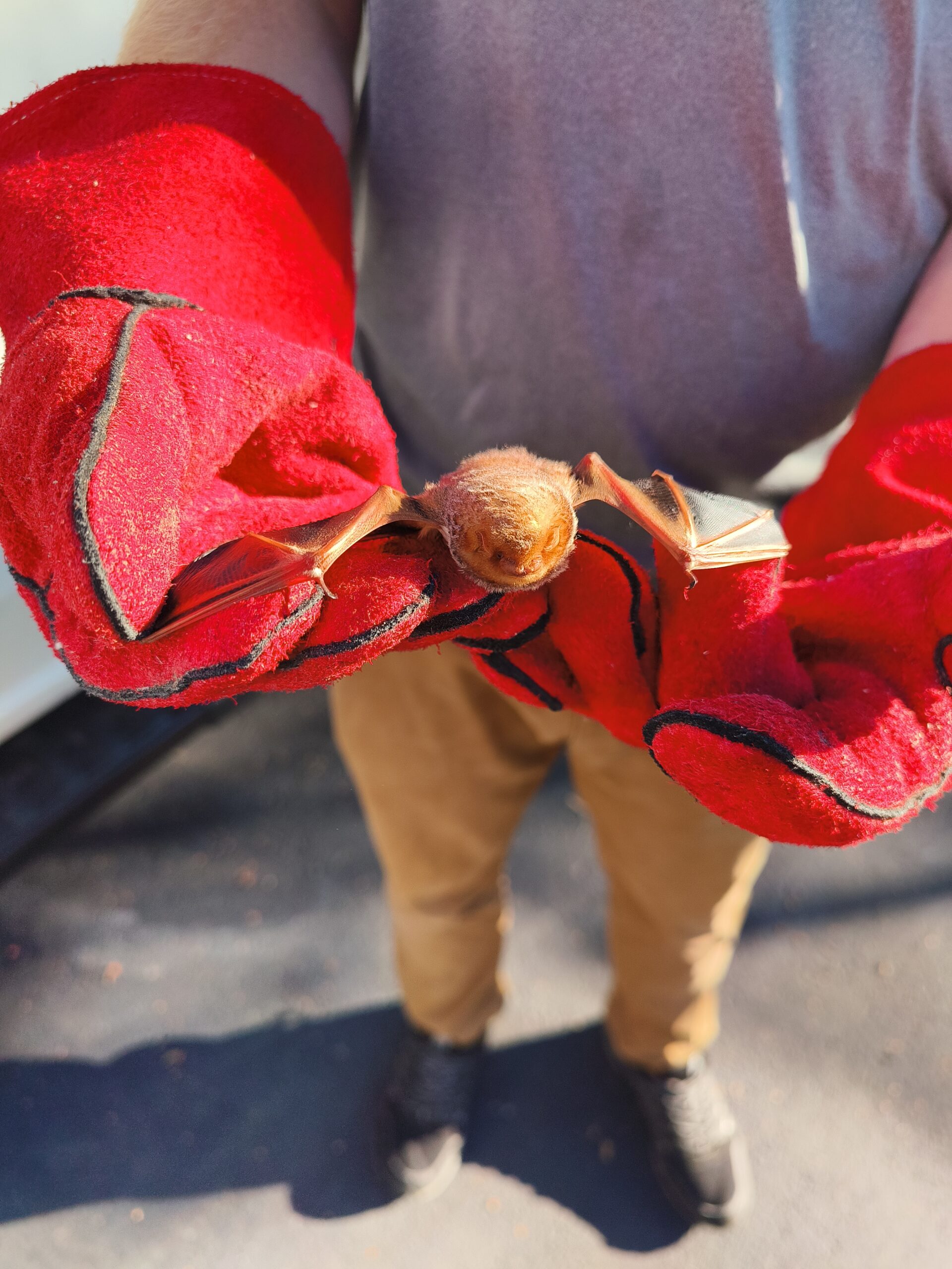 humane bat removal Ontario