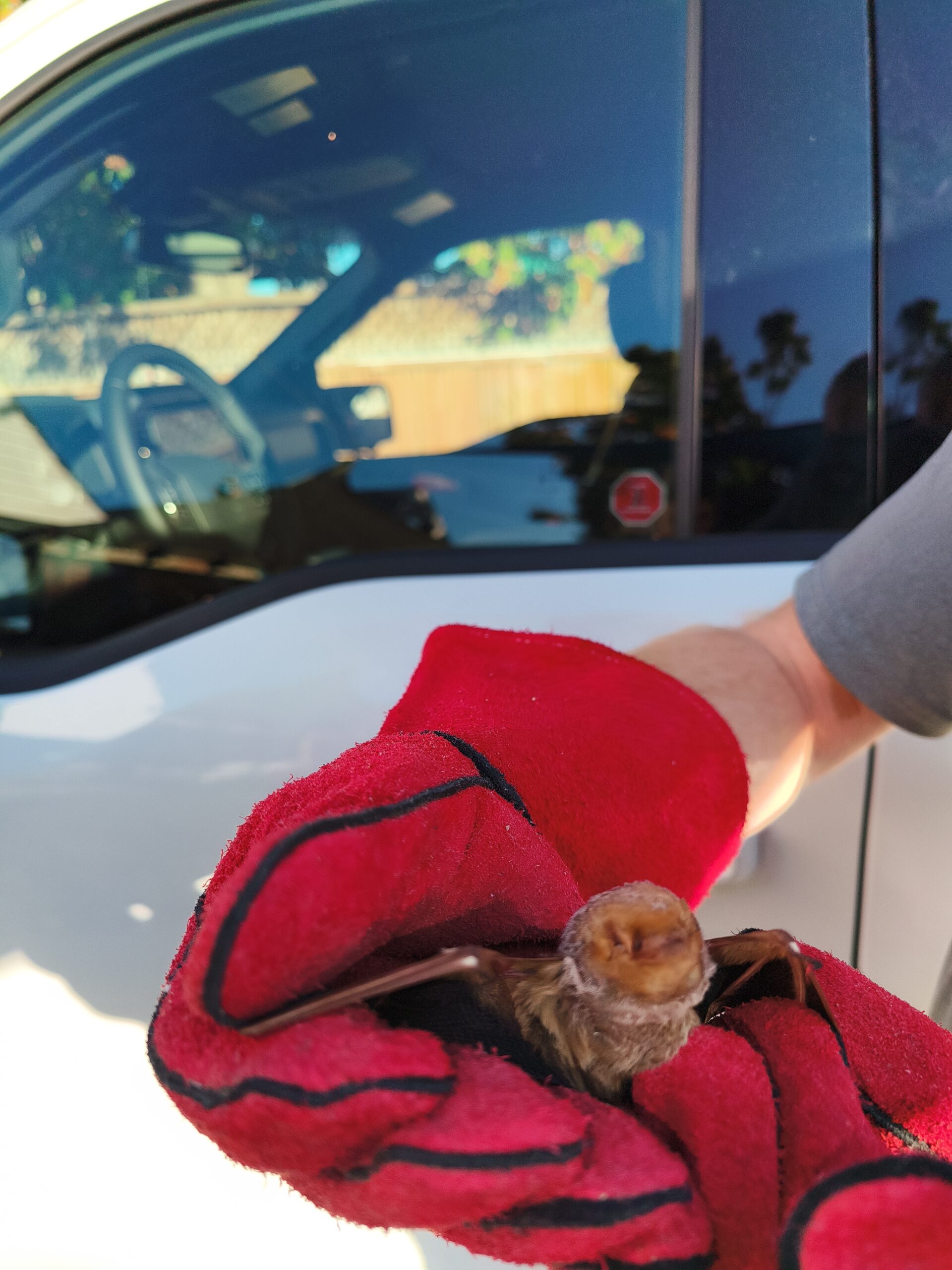 small bat captured by humane wildlife removal company, Critter Hero in Ontario