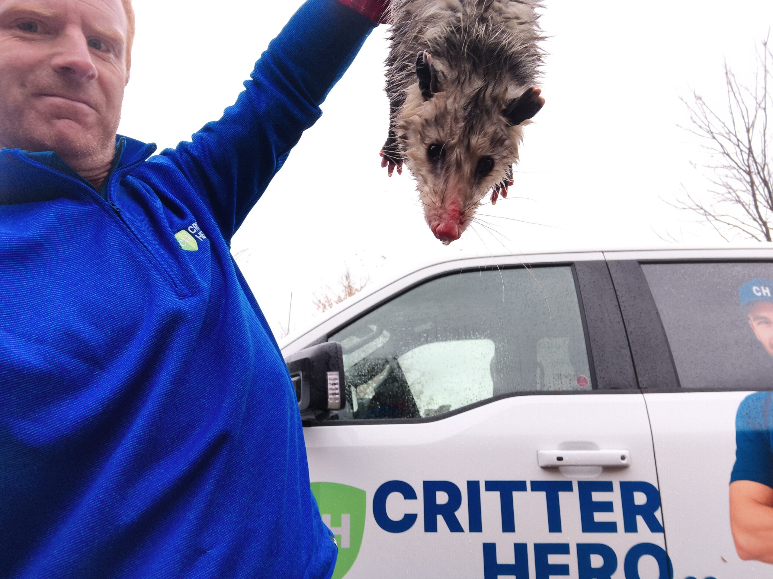 opossum captured by humane wildlife removal specialist in Ontario, Canada