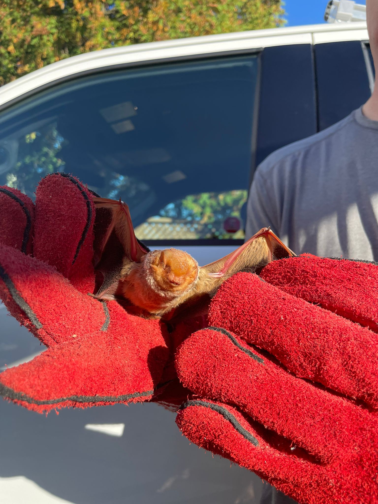 bat caught by humane bat removal specialist in Ontario, Canada