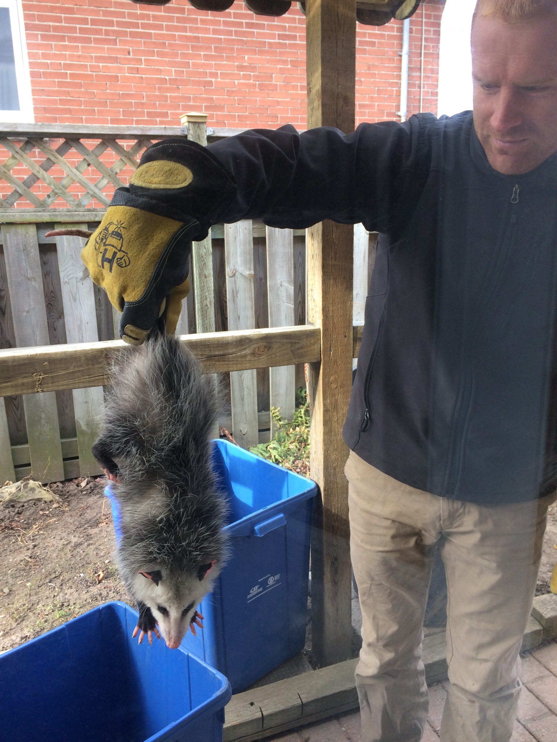 wildlife removal specialist holding a opossum in Ontario, Canada