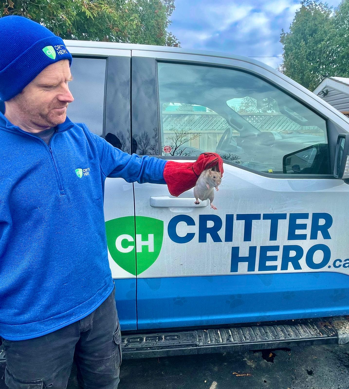 rat caught by humane wildlife removal specialist Ontario