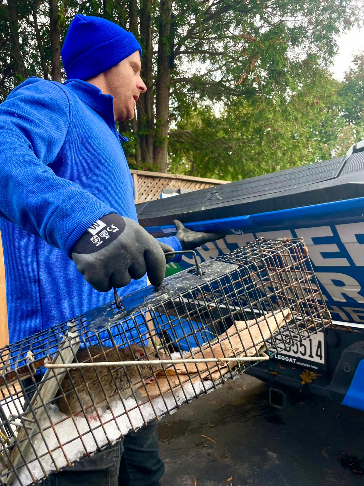 humane rat removal in Ontario, Canada